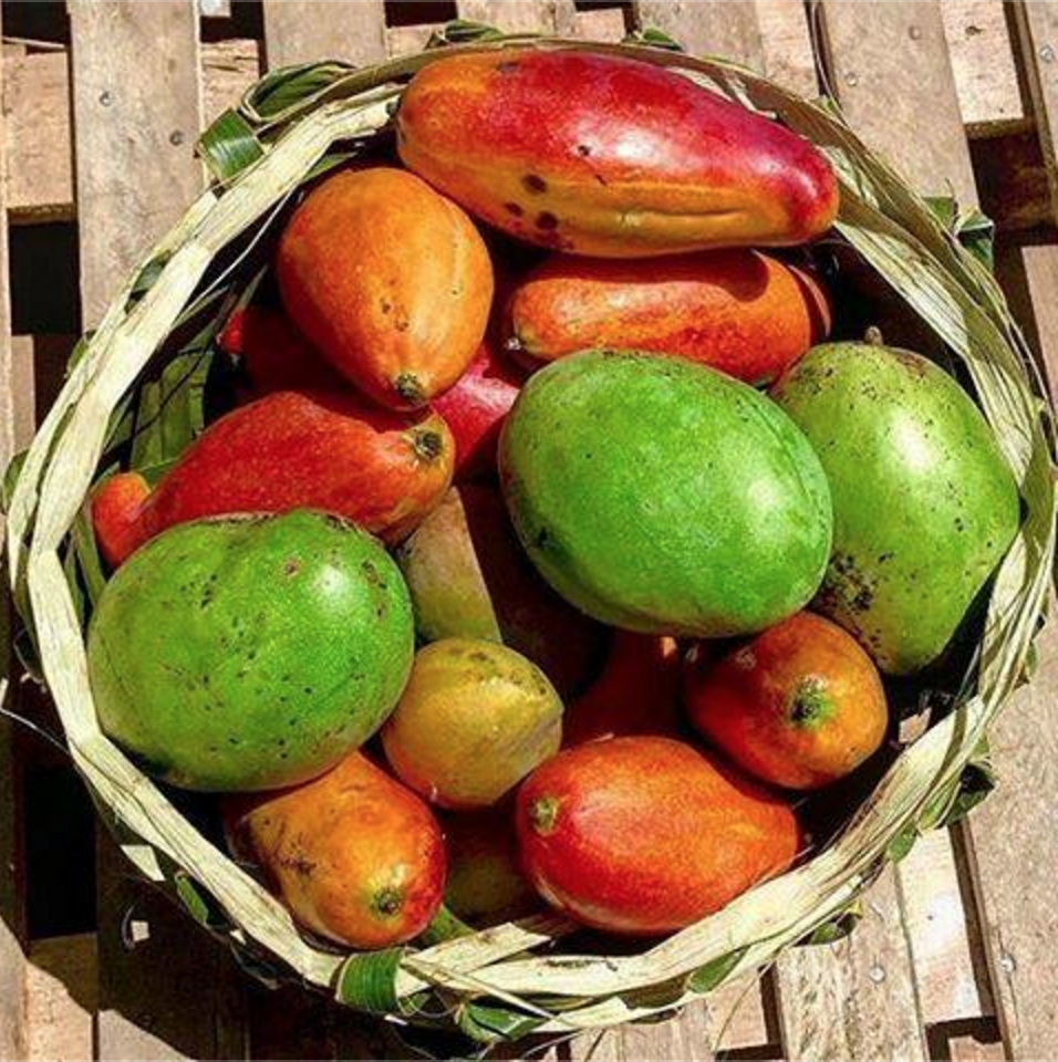KNOW YA MANGOES! — The world’s largest hub of Pacific